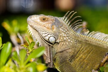 reptiles domestiques