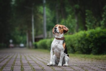 collier pour chien