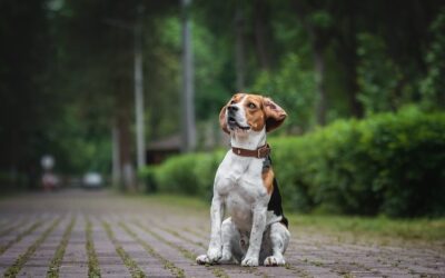 collier pour chien