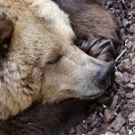 Hibernation des animaux