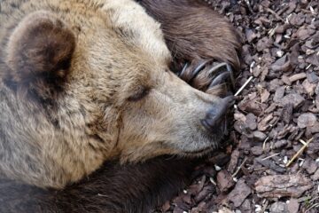 Hibernation des animaux