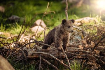 faune sauvage