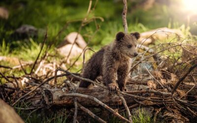 faune sauvage